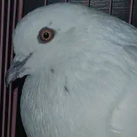 کبوتر پیدا شده