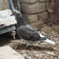 ۴عدد کبوتر فروشی|پرنده|نیمروز, |دیوار