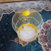 قفس|لوازم جانبی حیوانات|دورود, |دیوار