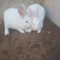 خرگوش|موش و خرگوش|مسجد سلیمان, |دیوار