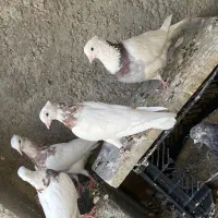 کبوتر پرشی پشت دار و سرور هفت رنگ واتیشی و طوقی|پرنده|ایرانشهر, |دیوار