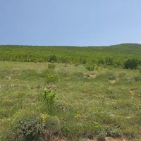 فروش زمین واقع در لرگان نقد و اقساط|فروش زمین و ملک کلنگی|کجور, |دیوار