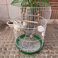 عروس هلندی با قفس و لوازم