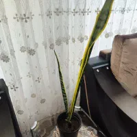 گل زیبا فروشی