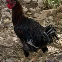 خر‌وس مشکی