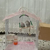 جفت طوطی برزیلی