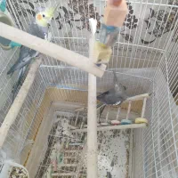 عروی هلندی با جوجه 3 و 5 ماهه