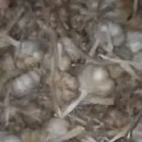 سیر سفید فروش فقط نقدی|خوردنی و آشامیدنی|بهار, |دیوار