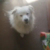 جفت سگنروماده خوشگل ودوست داشتنی|سگ|بهبهان, |دیوار