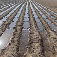 دسته کارگر کشاورزی مرد