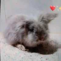 بازیگوش. اروم