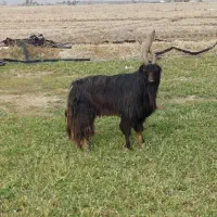 پازن‌|حیوانات مزرعه|فیروزآباد (فارس), |دیوار