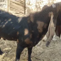 فروش بز پاکستانی|حیوانات مزرعه|تربت جام, میان جام|دیوار