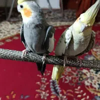 فروش امیناز