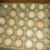 تخم مرغ لاری نطفه دار