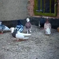 کفتر جفگاه عتیقه