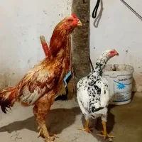خروس لاری و مرغ