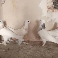 کبوتر طوقی  سرور