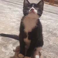 گربه نر ۴ ماهه|گربه|همدان, |دیوار