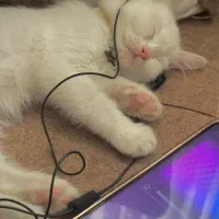 گربه|گربه|سمنان, |دیوار