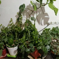 گل و گلدان|گل و گیاه طبیعی|کرمانشاه, |دیوار