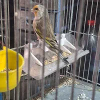 سهره قناری دهن لر|پرنده|ری, ولی آباد|دیوار