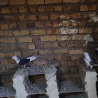دوازده عدد کبوتر اوچان به شرط