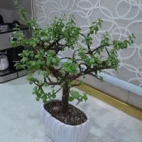 بونسای خرفه ای|گل و گیاه طبیعی|پاکدشت, پاکدشت (مامازند)|دیوار