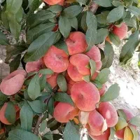 نهال مثمر و تضمینی|خدمات باغبانی و درختکاری|بناب, |دیوار