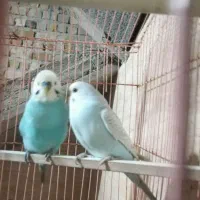 مرغ عشق مولد|پرنده|مرودشت, کناره|دیوار