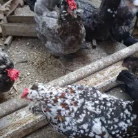 تخممرغ گلین لری جوجه کشی|حیوانات مزرعه|بهشهر, |دیوار