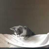 گربه خونگی گمشده با مژدگانی|حیوانات|رباط‌کریم, مسکن مهر آبشناسان|دیوار