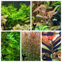 گیاه و حلزون برای اکواریوم پلنت (گیاه طبیعی)