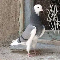پرنده|پرنده|شیراز, پانصد دستگاه ارتش|دیوار