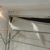 یه جفت عروس آلبینو|پرنده|رفسنجان, |دیوار