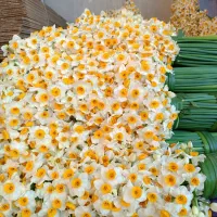 پخش عمده گل نرگس به شهرستان|گل و گیاه طبیعی|شیراز, کاراندیش|دیوار