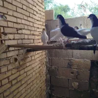 کبوتر شیرازی