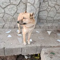 سگ هاسکی|سگ|تبریز, |دیوار