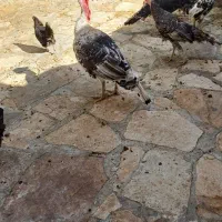 بوقلمون