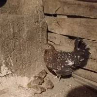 مرغ و خروس گلین