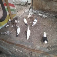 کبوتر فروش