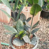 فروش گل گیاه در گلخانه|گل و گیاه طبیعی|فاضل آباد, |دیوار