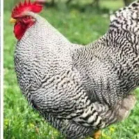 تخم نطفه دار نژاد آمروک آمریکایی