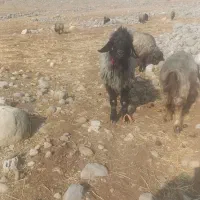 نرمیش داشتی نژاد دار