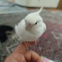 عروس هلندی البینیو