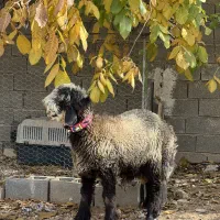 بره بذری خوش نژاد|حیوانات مزرعه|شیراز, گویم|دیوار