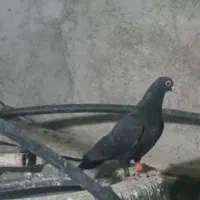 ماده کلاغ|پرنده|کرمان, |دیوار