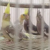 جوجه عروس هلندی های نر و ماده دونخور و دستی|پرنده|پاکدشت, پاکدشت (مامازند)|دیوار