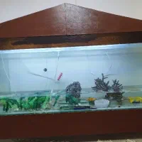 آکواریوم شیشه ای