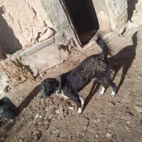 دوعد سگ گله ای برای فروش|سگ|داران, |دیوار